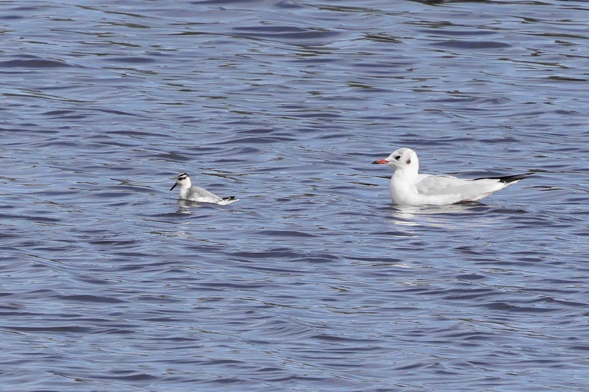 Red Phalarope - ML643032254