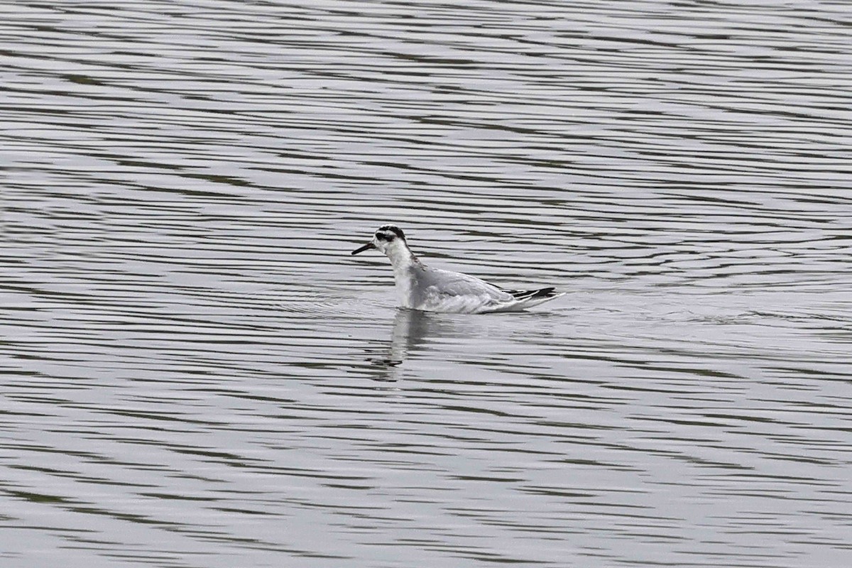 Red Phalarope - ML643032255