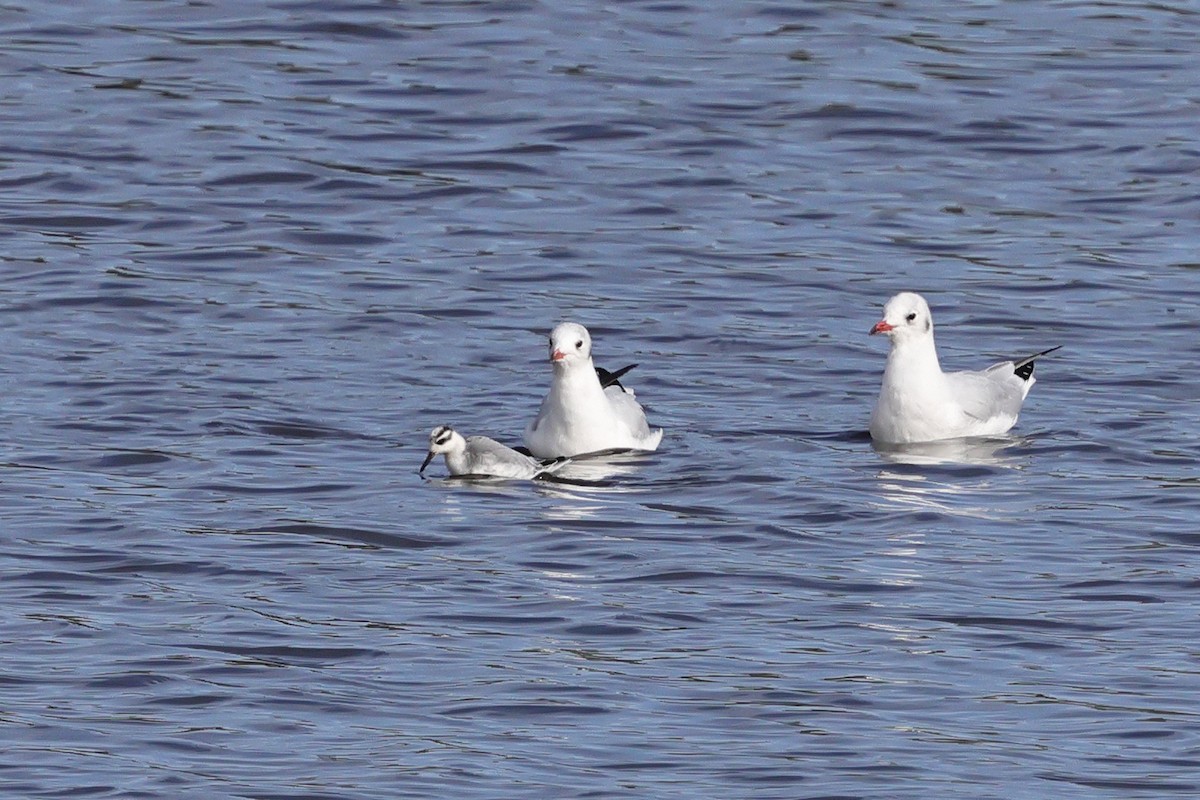 Red Phalarope - ML643032256