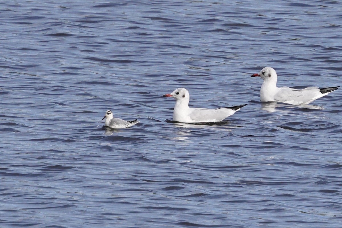 Red Phalarope - ML643032257