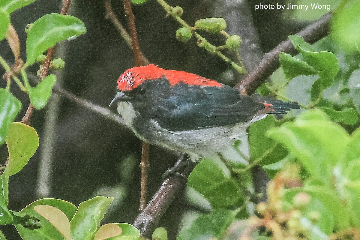 Scarlet-backed Flowerpecker - ML643032263