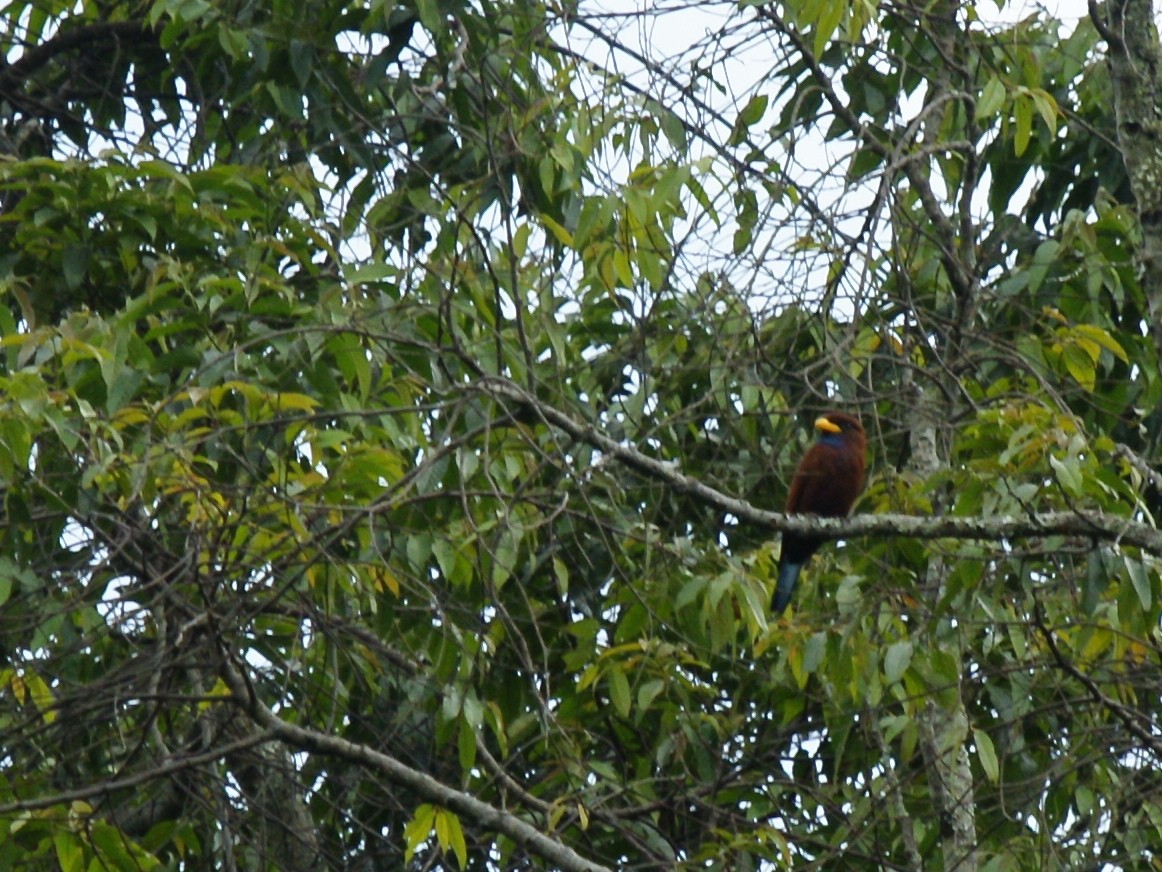 Carraca Gorjiazul - ML643032267