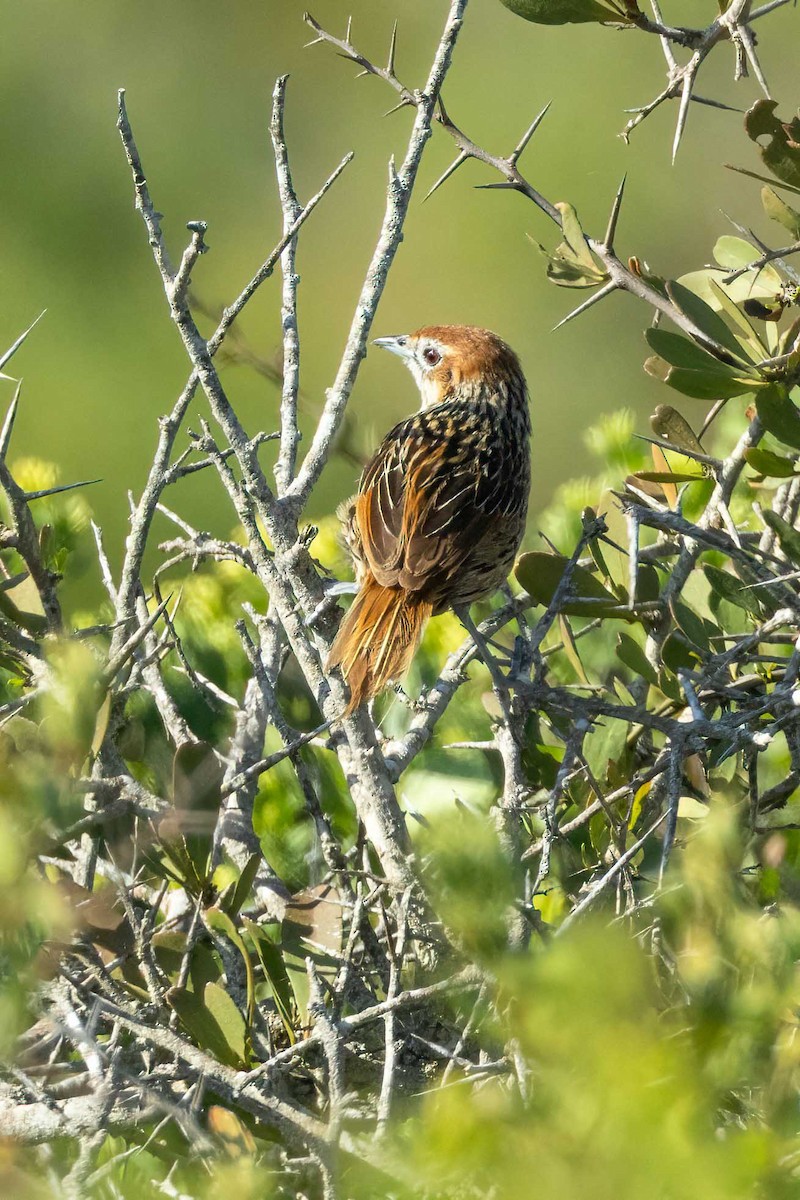 Cape Grassbird - ML643032273