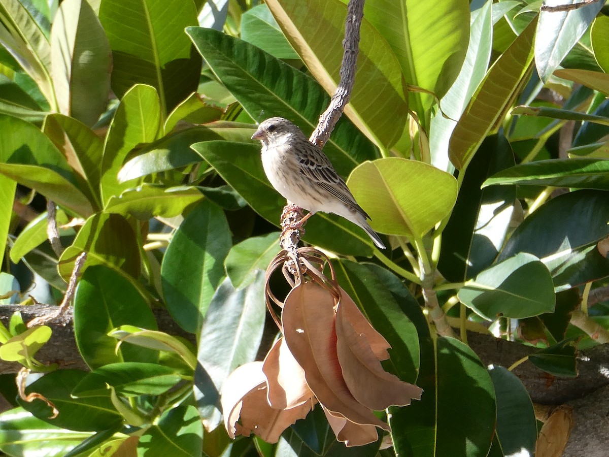 Black-throated Canary - ML643032276