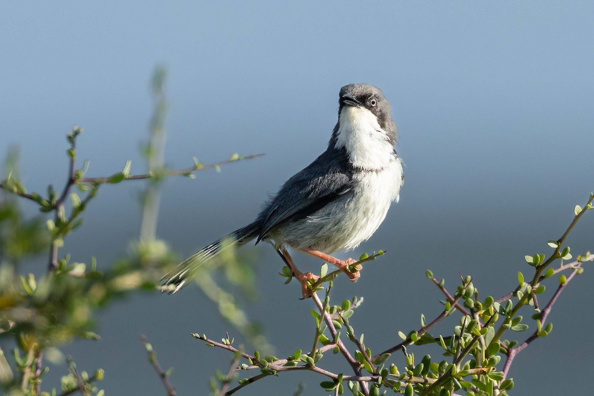 Bar-throated Apalis - ML643032280
