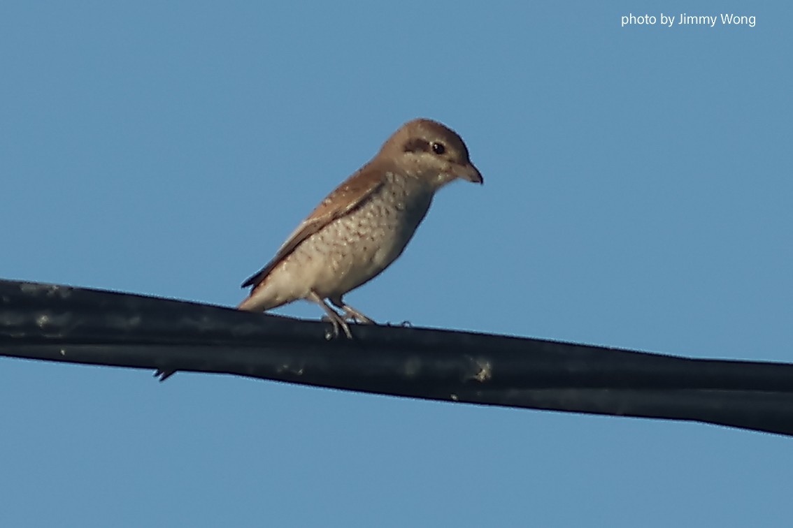 Red-backed Shrike - ML643032285