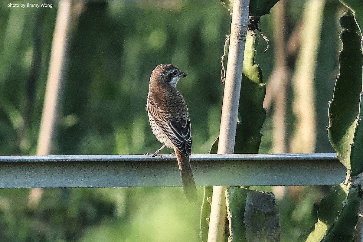 Red-backed Shrike - ML643032295