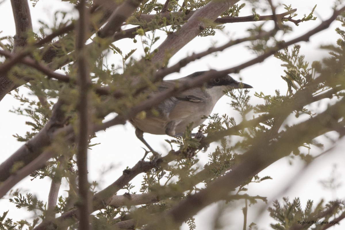 Western Orphean Warbler - ML643032331