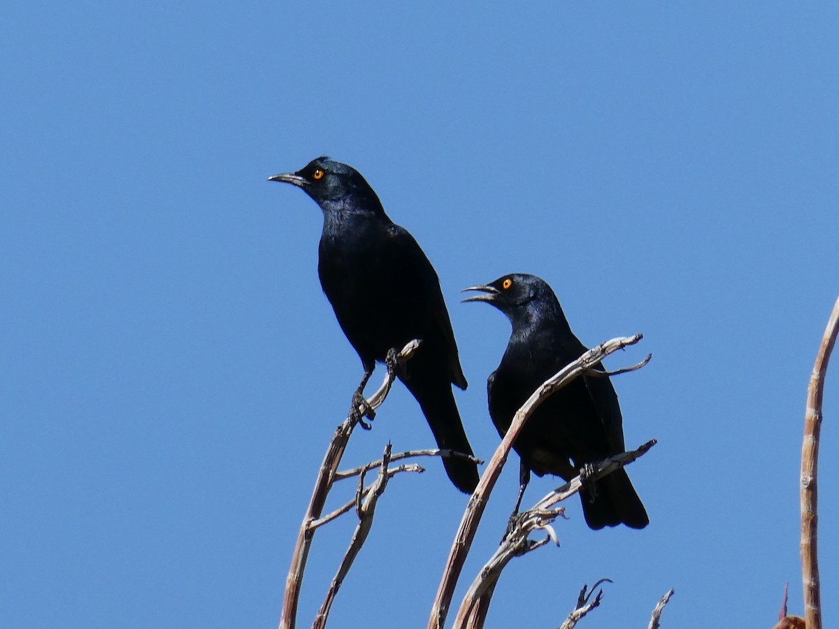 Pale-winged Starling - ML643032335