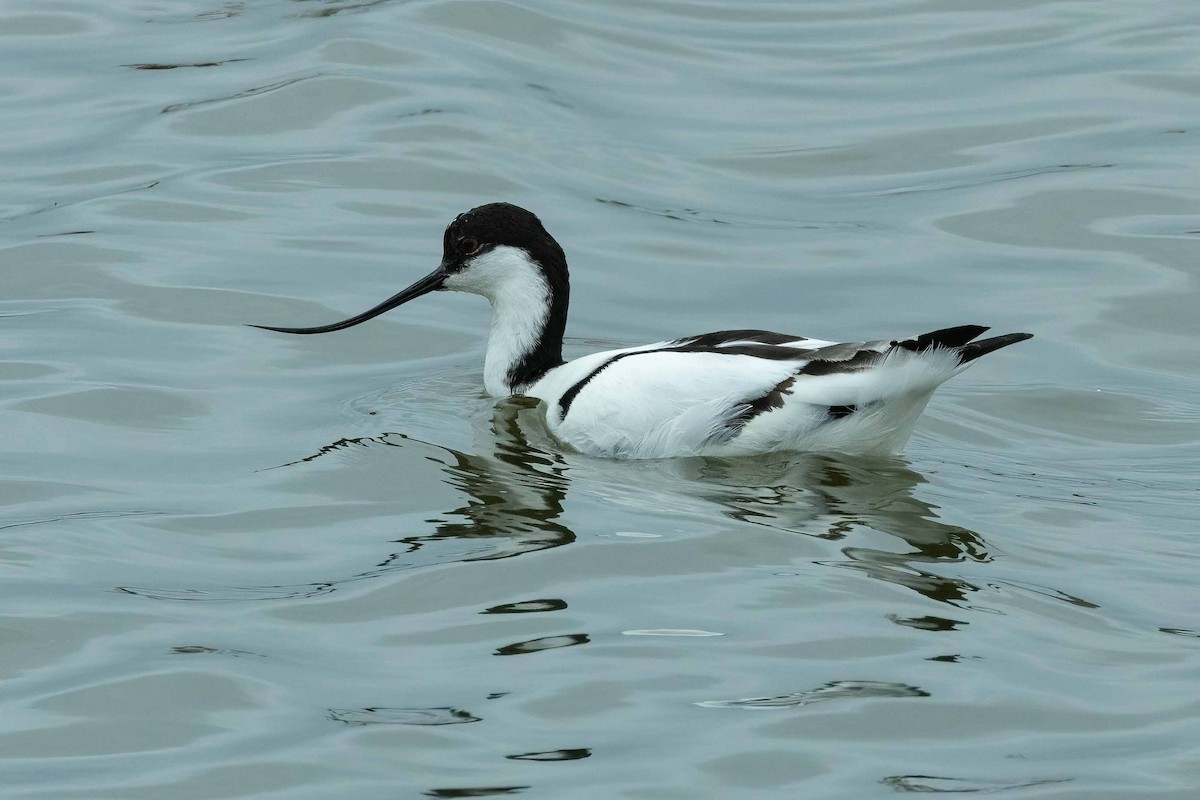Pied Avocet - ML643032372