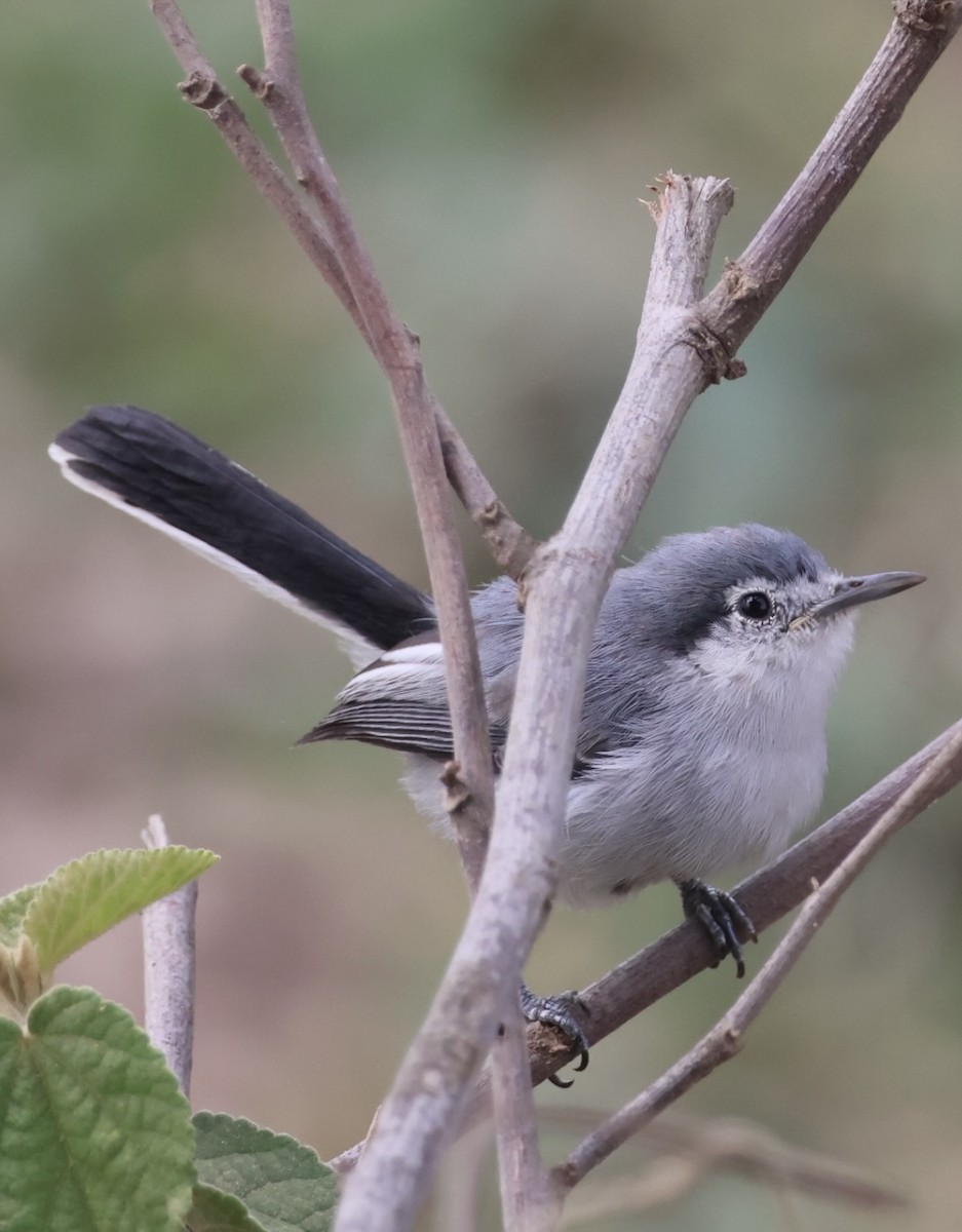Masked Gnatcatcher - ML643032381