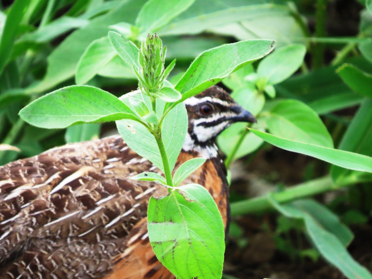 Harlequin Quail - ML643032384