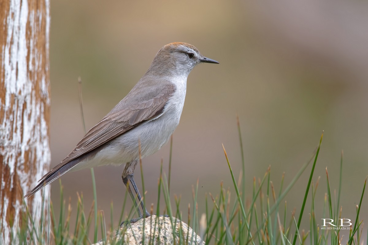 White-browed Ground-Tyrant - ML643032397