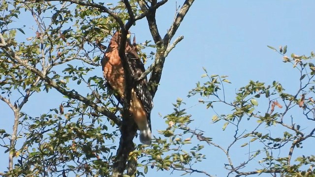 Red-shouldered Hawk - ML643032399