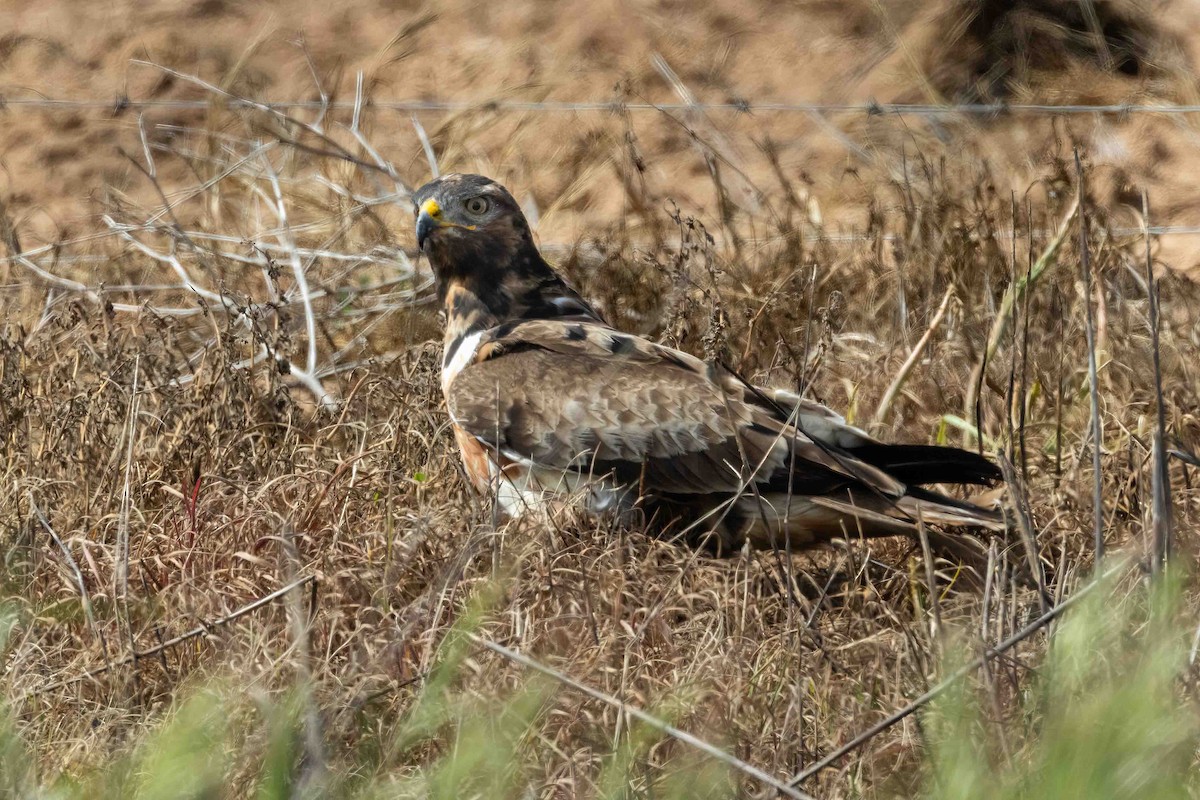Jackal Buzzard - ML643032404