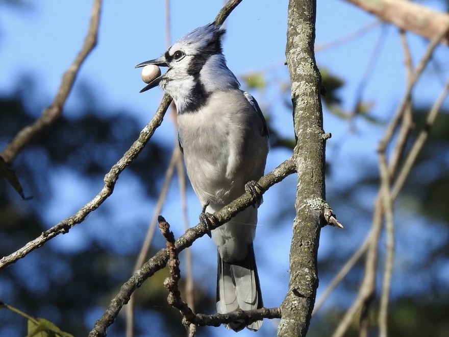 Blue Jay - ML643032411