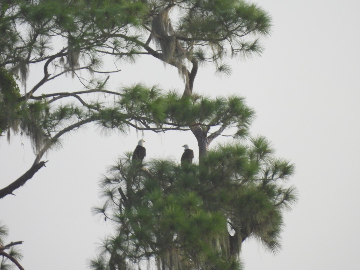 Bald Eagle - ML643032425