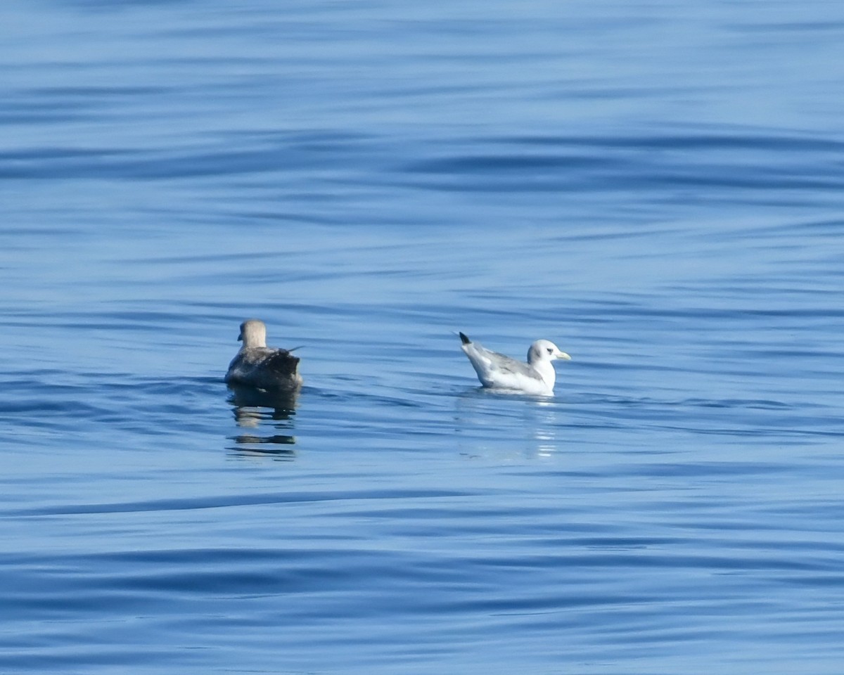Black-legged Kittiwake - ML643032448