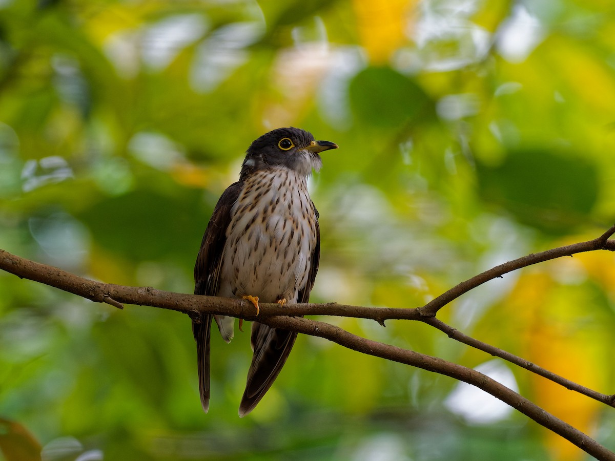 Malaysian Hawk-Cuckoo - ML643032457