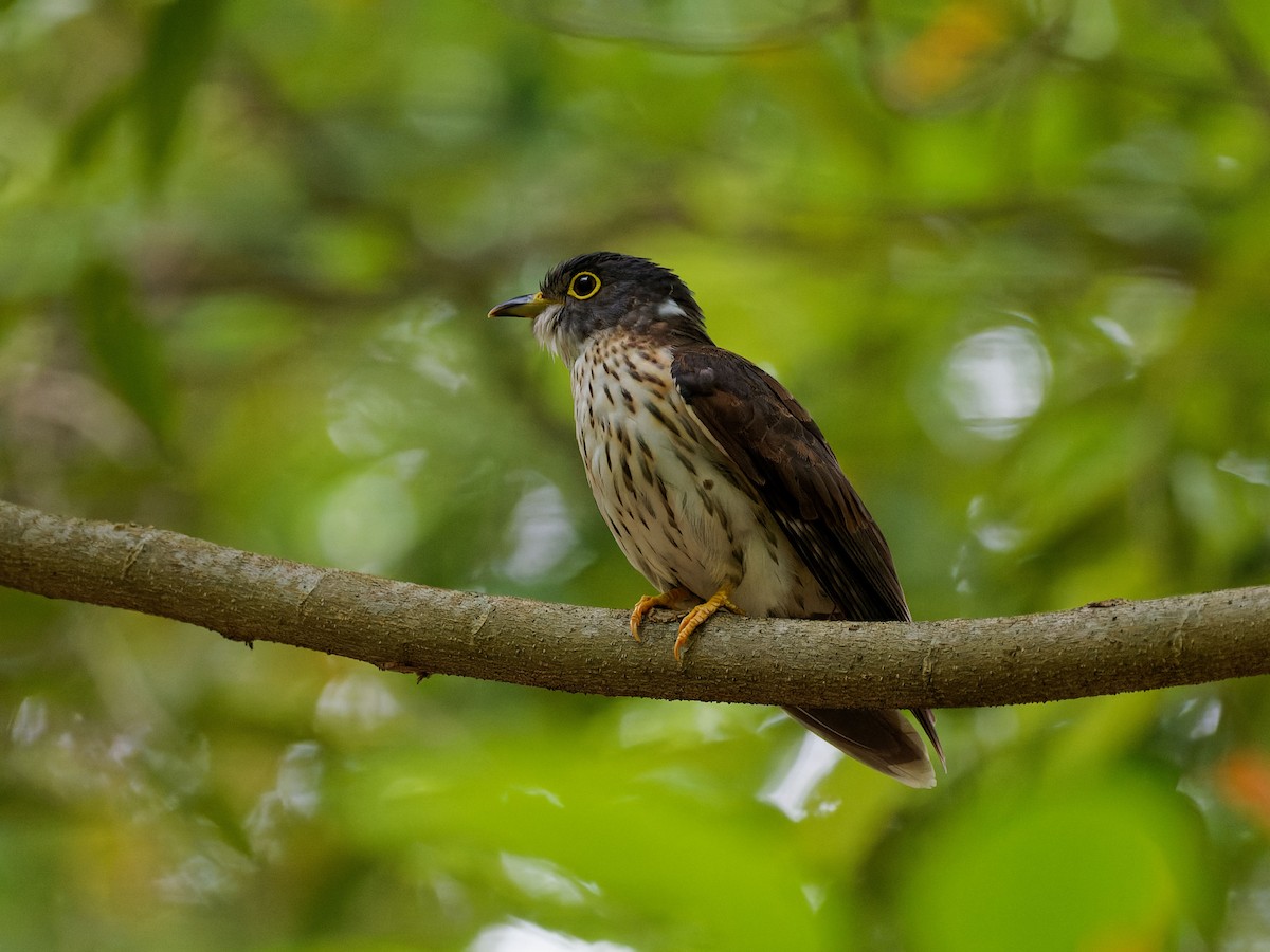 Malaysian Hawk-Cuckoo - ML643032458