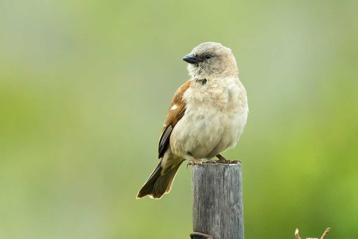 Southern Gray-headed Sparrow - ML643032463