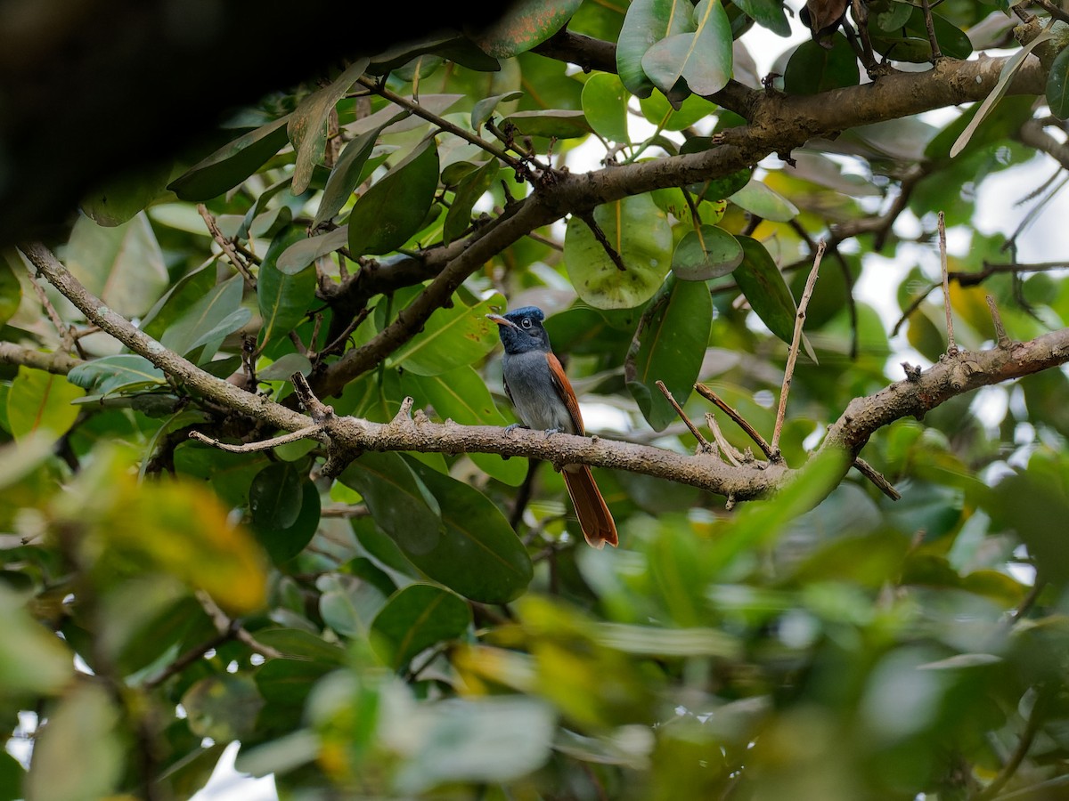 Amur Paradise-Flycatcher - ML643032464