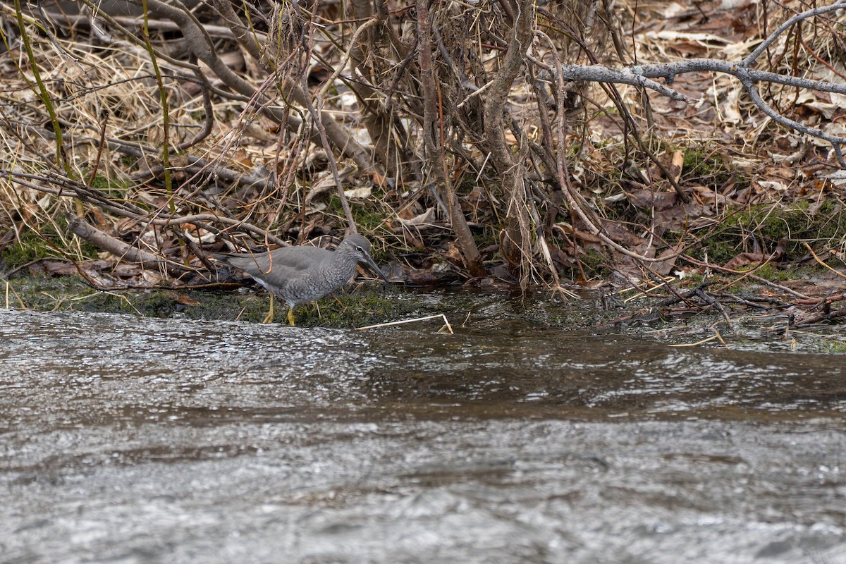 Wandering Tattler - ML643032473