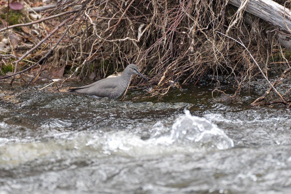 Wandering Tattler - ML643032474