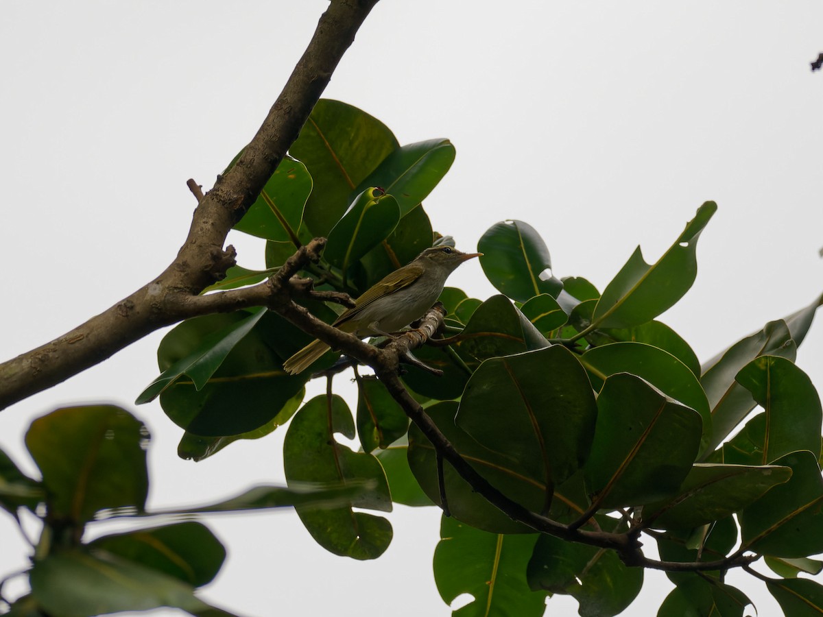 Eastern Crowned Warbler - ML643032492