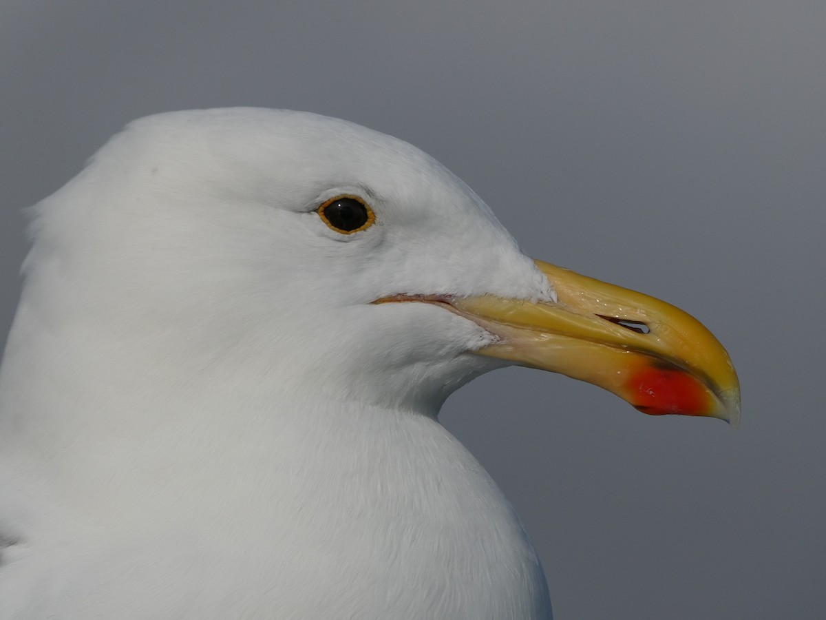 Kelp Gull - ML643032505