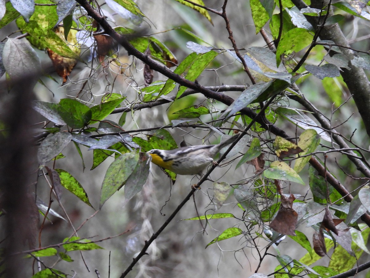 Yellow-throated Warbler - ML643032507
