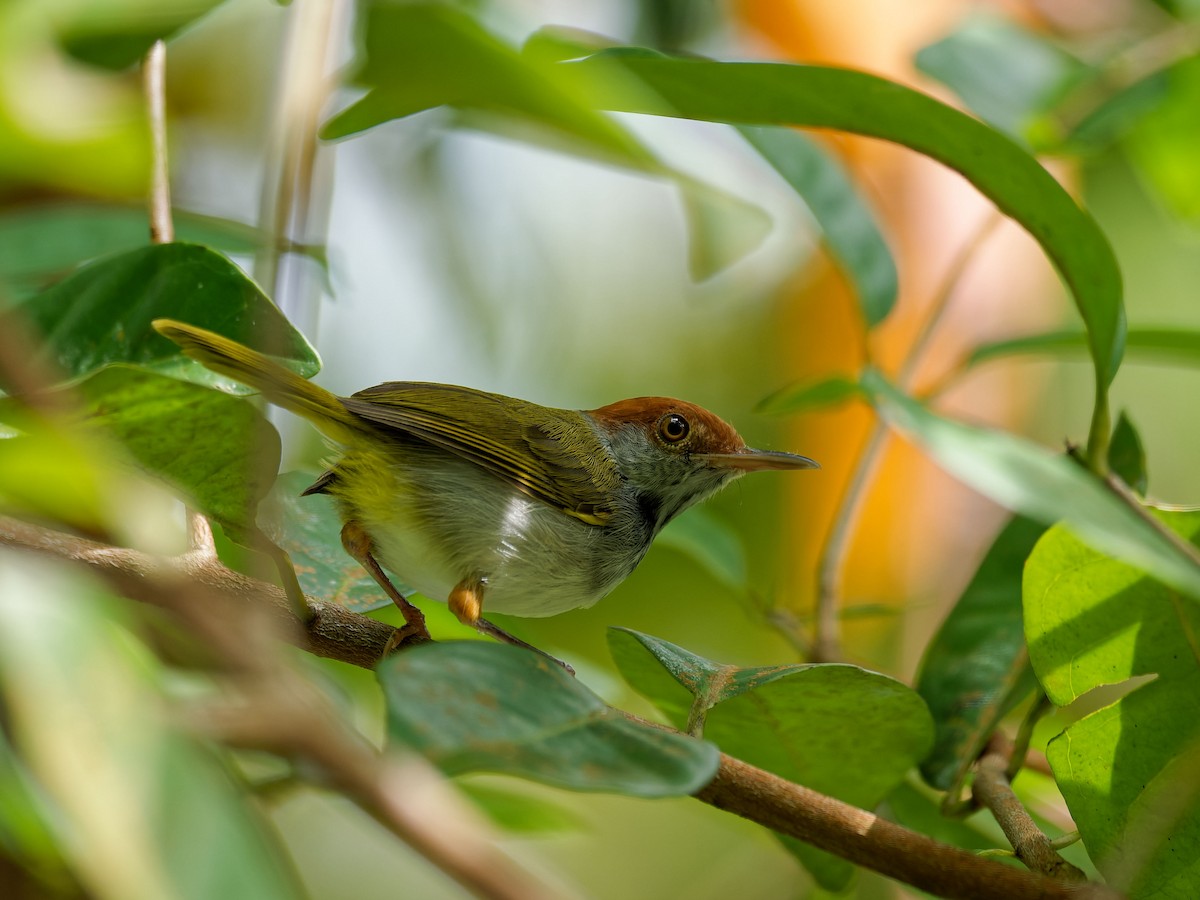 Dark-necked Tailorbird - ML643032518