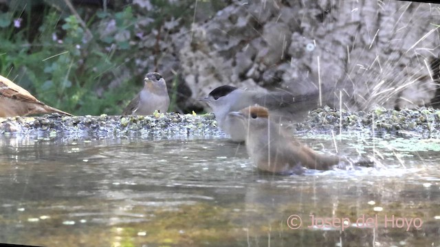 Eurasian Blackcap - ML643032557