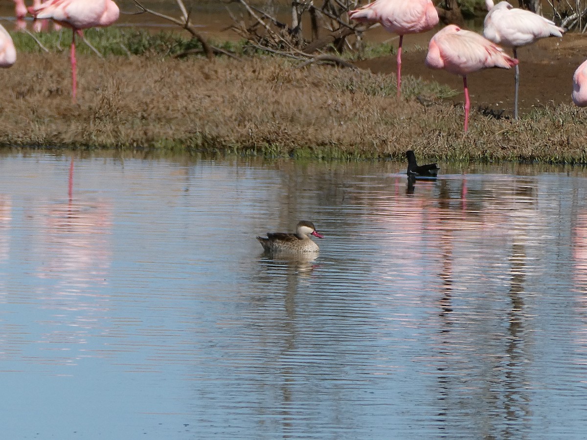 Red-billed Duck - ML643032558