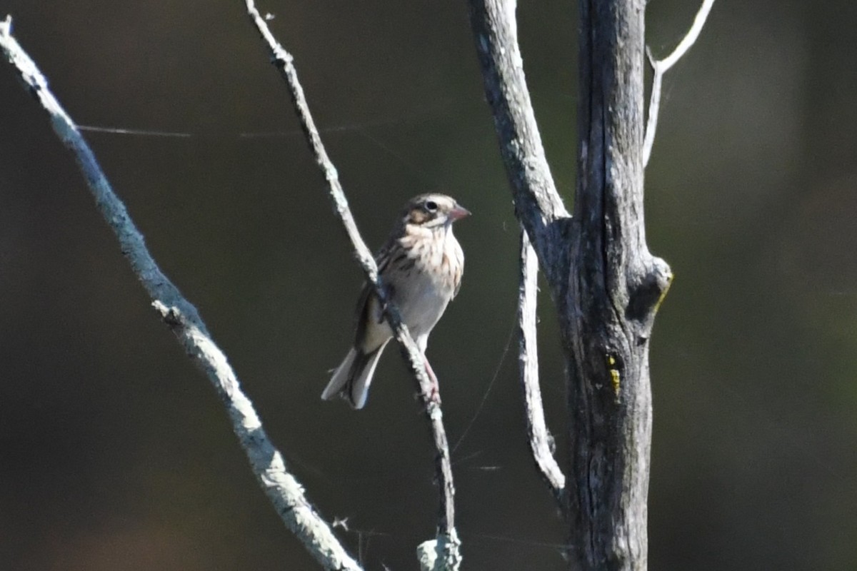 Vesper Sparrow - ML643032572
