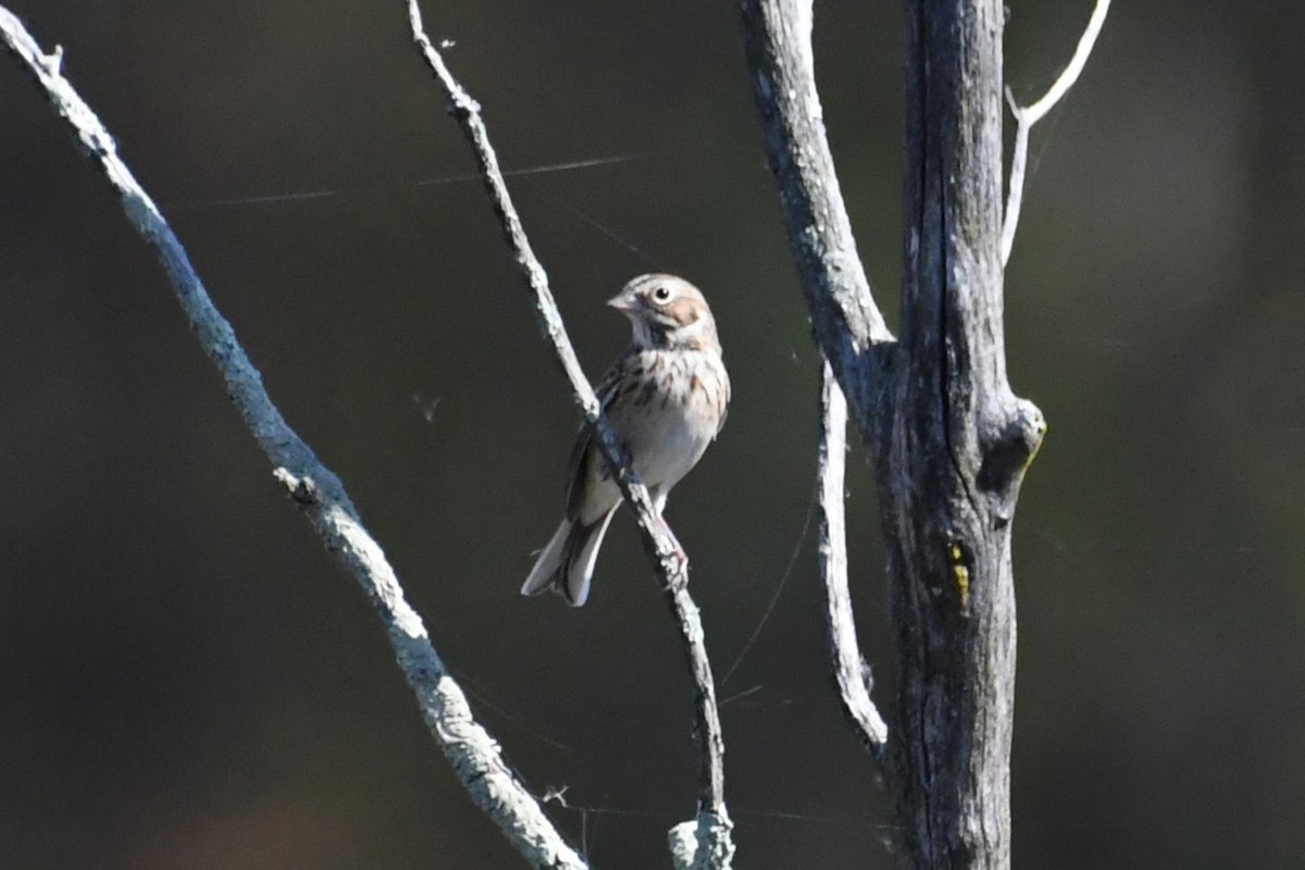Vesper Sparrow - ML643032573