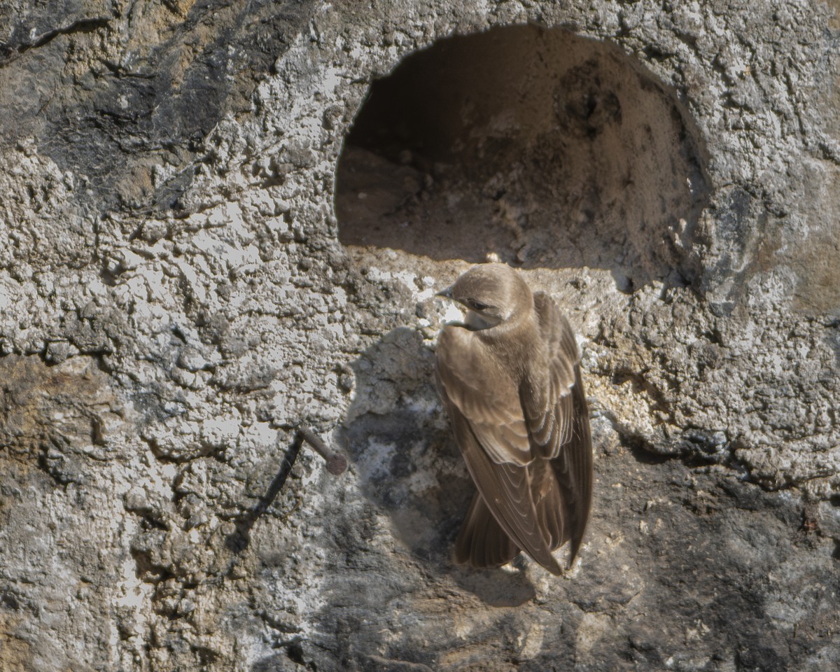 Hirondelle à ailes hérissées - ML643032587
