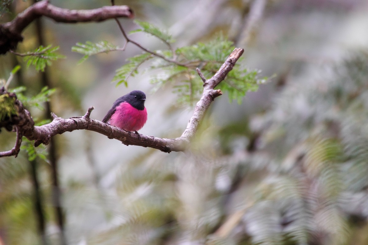 Pink Robin - ML643032599