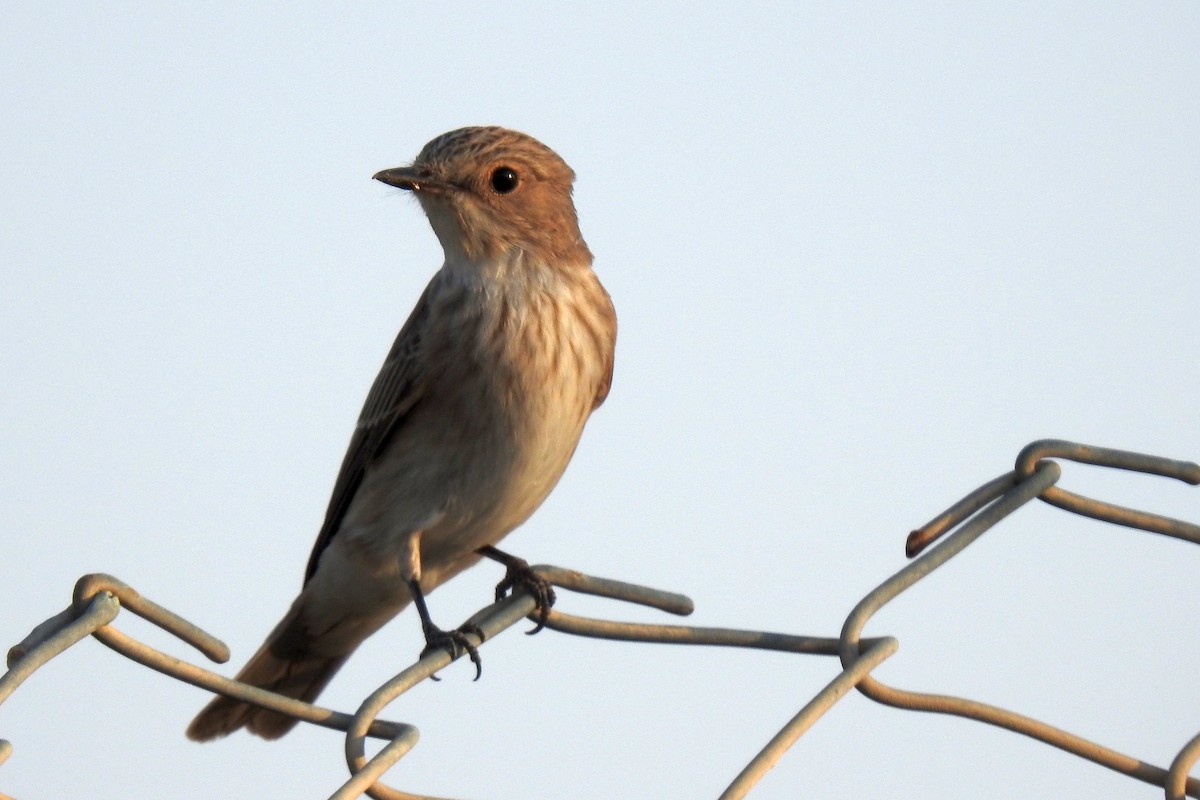 Spotted Flycatcher (Spotted) - ML643032601
