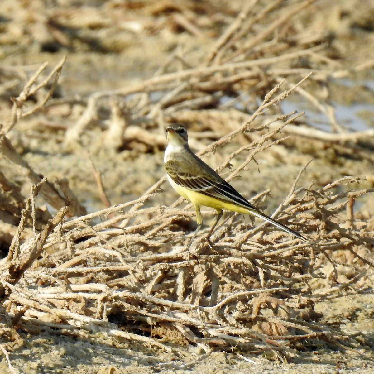 Өрнийн шар цэгцгий - ML643032602