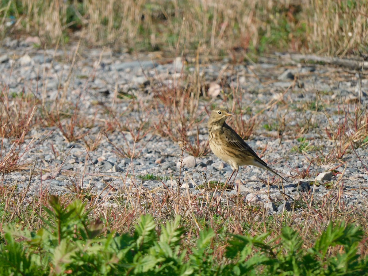 American Pipit - ML643032604