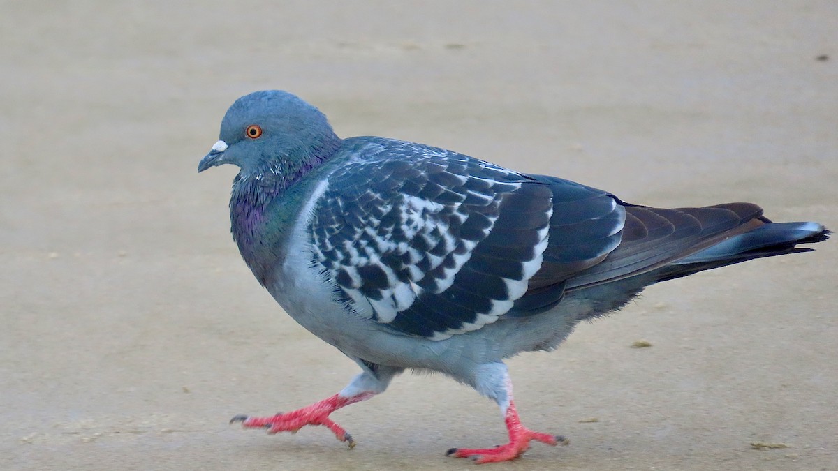Rock Pigeon (Feral Pigeon) - ML643032607