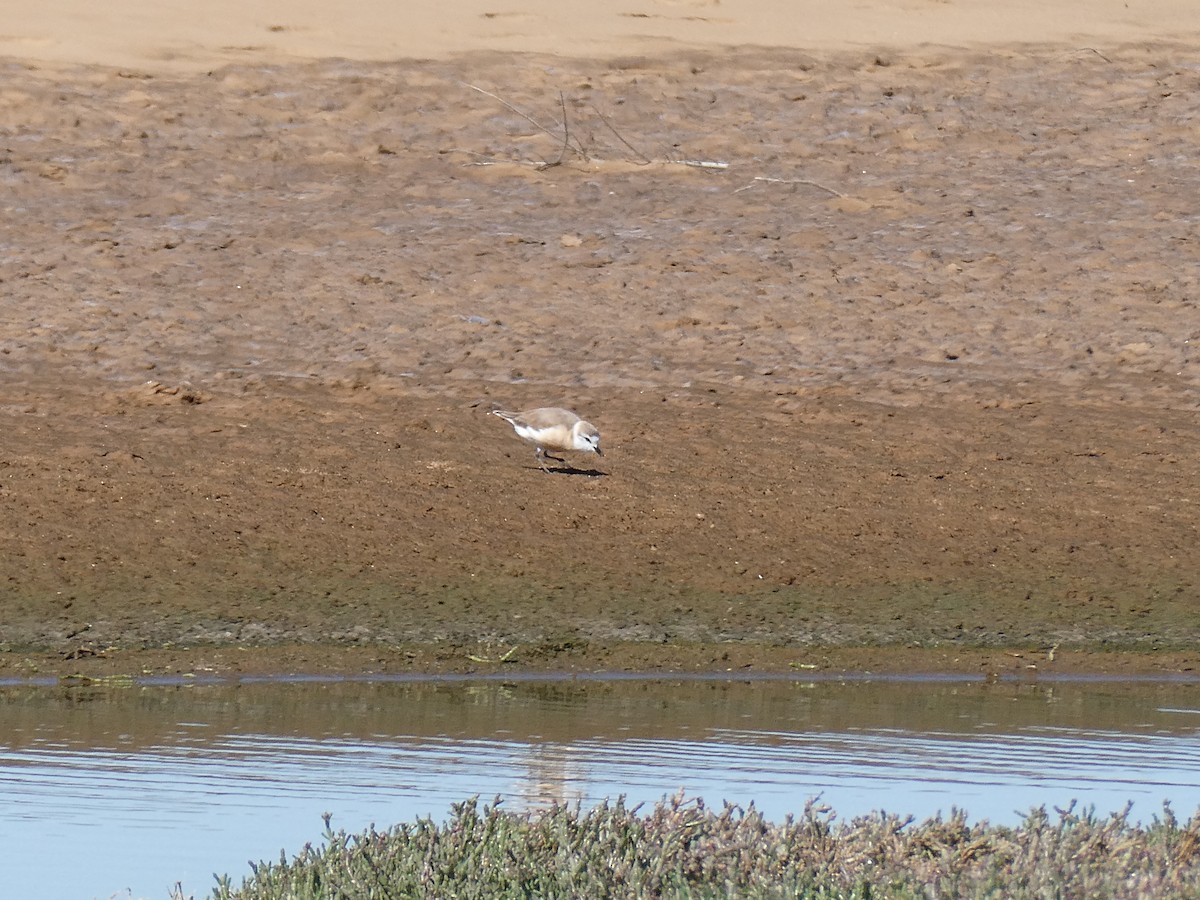 White-fronted Plover - ML643032651