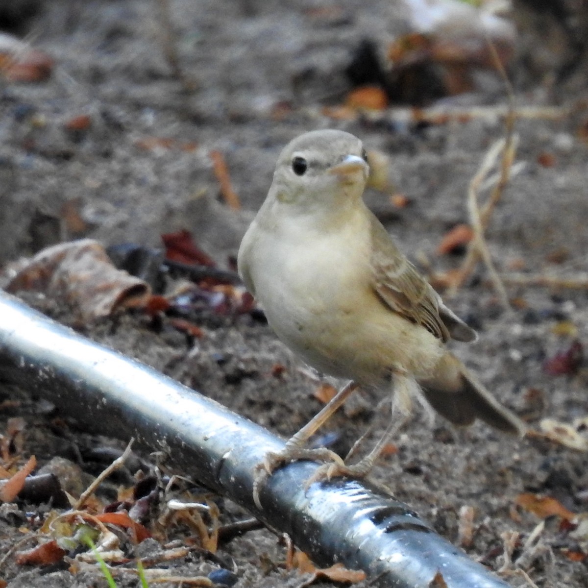 Eastern Olivaceous Warbler - ML643032663