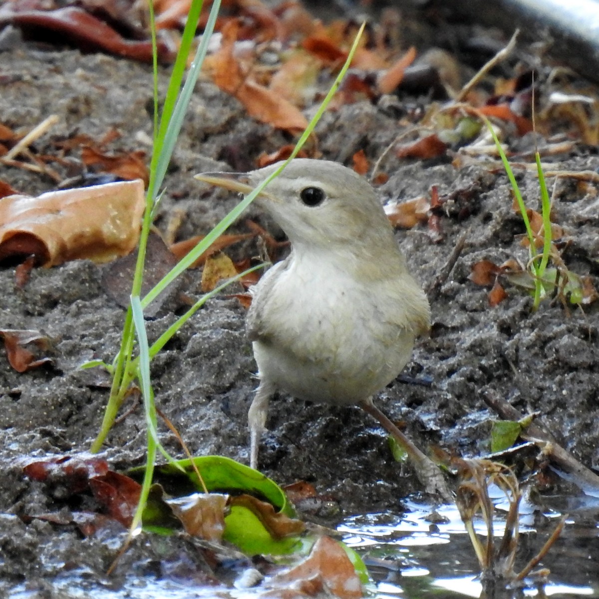 Eastern Olivaceous Warbler - ML643032664
