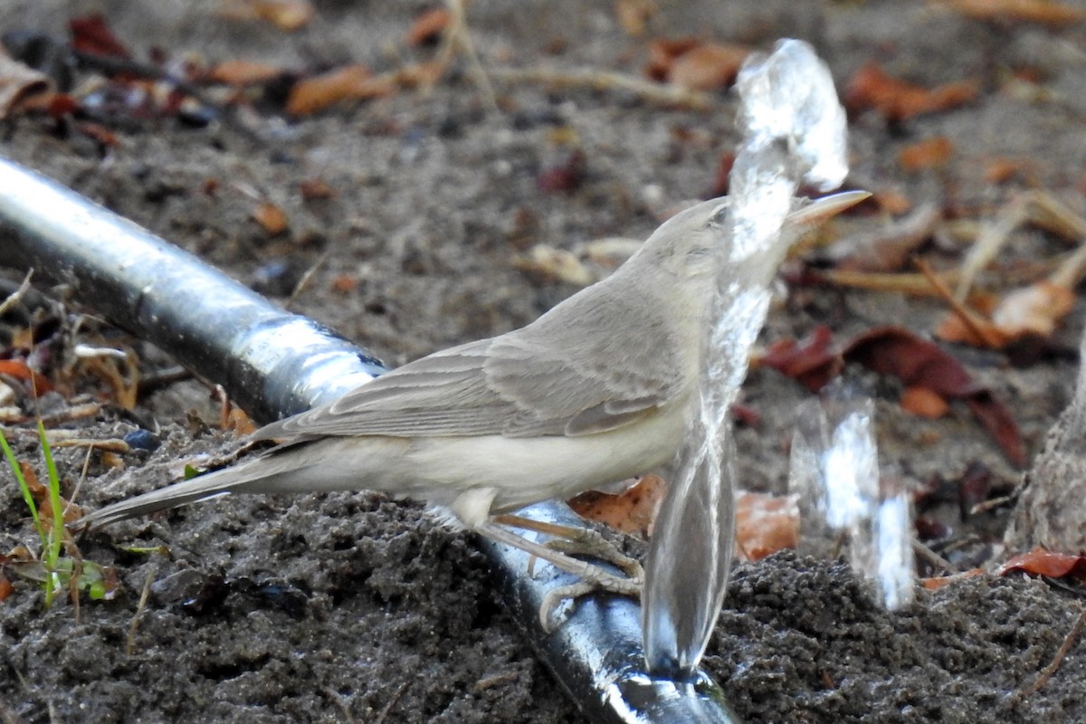 Eastern Olivaceous Warbler - ML643032666