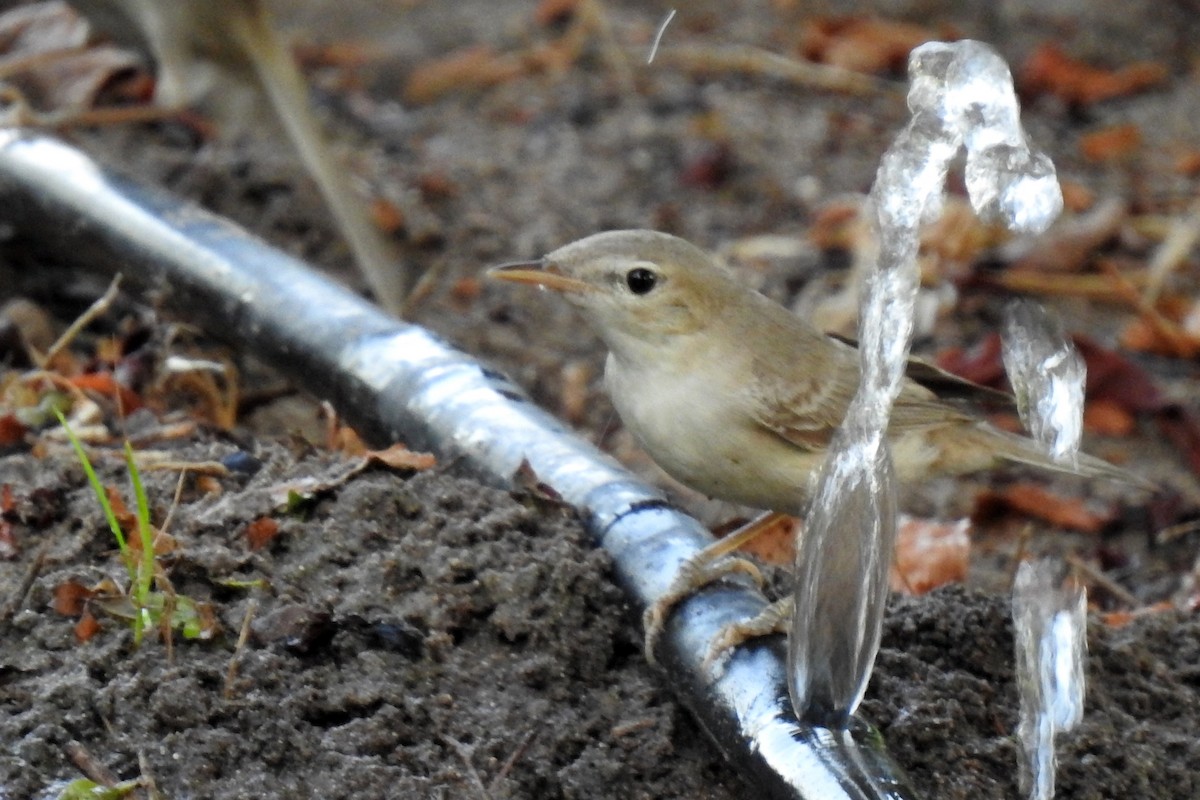 Eastern Olivaceous Warbler - ML643032667