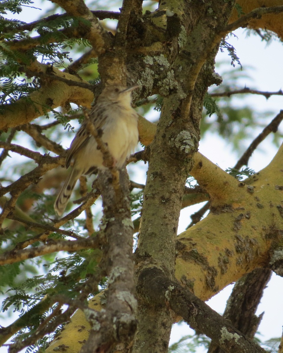Rattling Cisticola - ML643032668