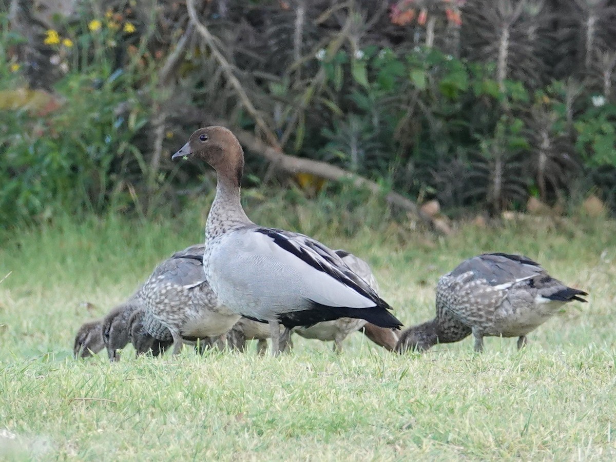 Maned Duck - ML643032678