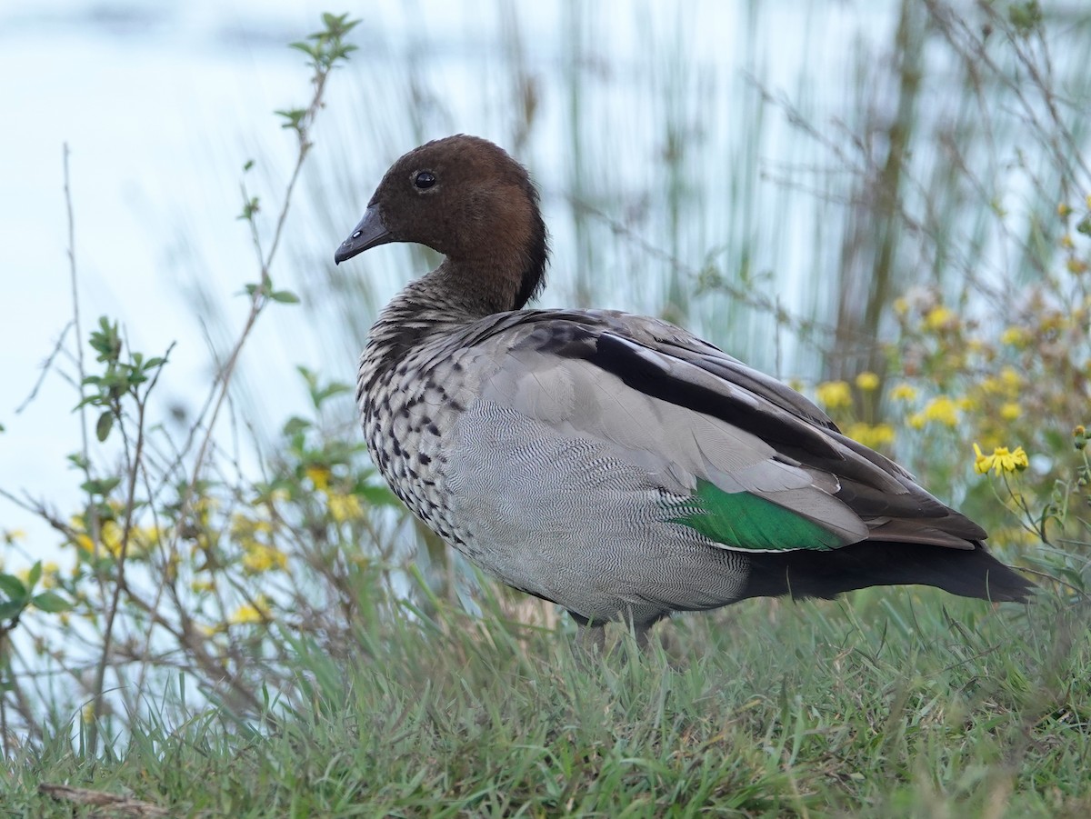 Maned Duck - ML643032682